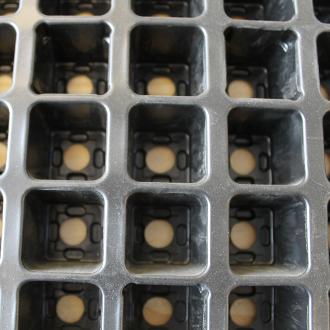 Jiffy Tray (60 or 126 Cavities) SA Horticultural