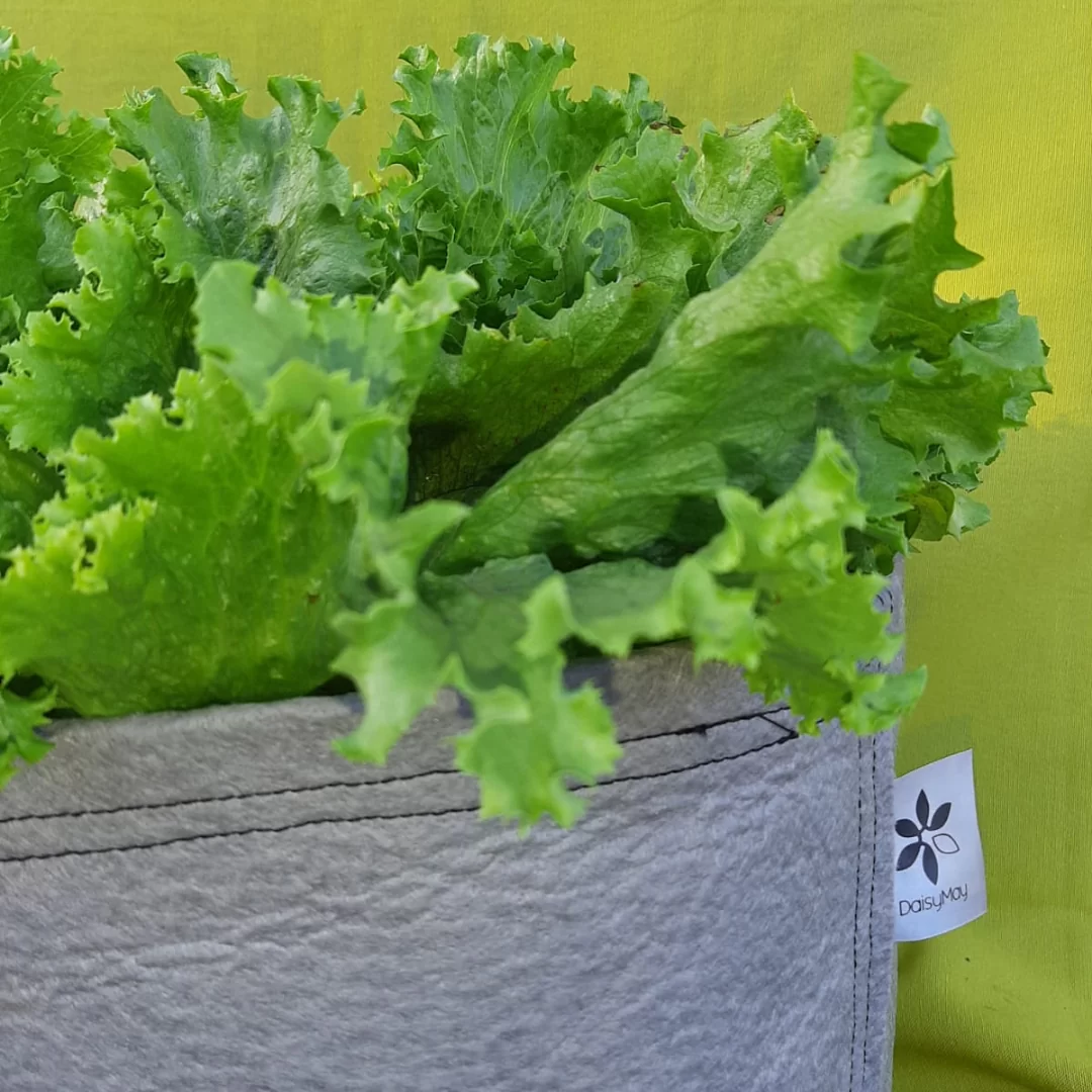Grow Bags - Image 2