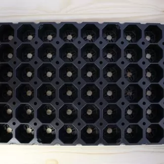Jiffy Tray (60 or 126 Cavities)