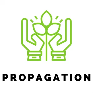 Propagation